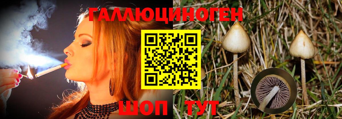 Галлюциногенные грибы Psilocybe Мурманск